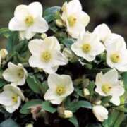 ヒメ日記 2024/12/21 02:37 投稿 みずほ 人妻の楽園（博多）