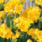 ヒメ日記 2025/02/11 16:28 投稿 みずほ 人妻の楽園（博多）