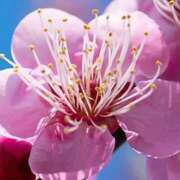 ヒメ日記 2025/03/10 01:50 投稿 みずほ 人妻の楽園（博多）