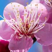 ヒメ日記 2025/03/10 01:58 投稿 みずほ 人妻の楽園（博多）