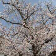 ヒメ日記 2025/04/06 00:22 投稿 みずほ 人妻の楽園（博多）