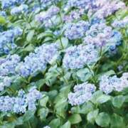 ヒメ日記 2025/06/08 20:47 投稿 みずほ 人妻の楽園（博多）