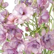 ヒメ日記 2025/12/17 22:01 投稿 みずほ 人妻の楽園（博多）