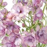 ヒメ日記 2025/12/17 22:06 投稿 みずほ 人妻の楽園（博多）