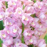 ヒメ日記 2026/02/01 23:29 投稿 みずほ 人妻の楽園（博多）