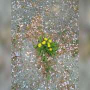 ヒメ日記 2025/04/28 16:48 投稿 せいか 人妻の楽園（博多）