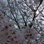 ヒメ日記 2025/04/16 11:06 投稿 松木香奈美 五十路マダム静岡店（カサブランカG）