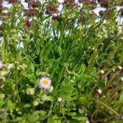 ヒメ日記 2025/05/15 12:24 投稿 松木香奈美 五十路マダム静岡店（カサブランカG）