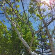 ヒメ日記 2025/05/15 12:52 投稿 松木香奈美 五十路マダム静岡店（カサブランカG）