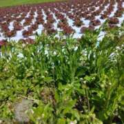 ヒメ日記 2025/05/29 09:54 投稿 松木香奈美 五十路マダム静岡店（カサブランカG）