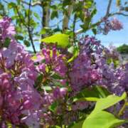 ヒメ日記 2025/06/05 13:22 投稿 松木香奈美 五十路マダム静岡店（カサブランカG）