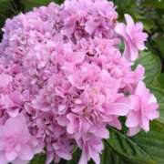 ヒメ日記 2025/06/13 05:42 投稿 松木香奈美 五十路マダム静岡店（カサブランカG）