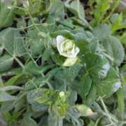 ヒメ日記 2025/06/14 21:36 投稿 松木香奈美 五十路マダム静岡店（カサブランカG）