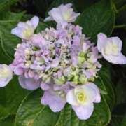 ヒメ日記 2025/07/02 12:22 投稿 松木香奈美 五十路マダム静岡店（カサブランカG）