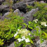 ヒメ日記 2025/08/31 12:52 投稿 松木香奈美 五十路マダム静岡店（カサブランカG）