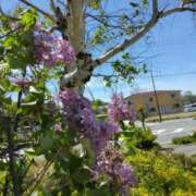 松木香奈美 9月の始まりに再会させていただいたi様 五十路マダム静岡店（カサブランカG）