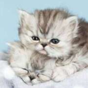 ヒメ日記 2025/09/17 09:44 投稿 桜木しおり 五十路マダム姫路店