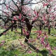 ヒメ日記 2025/03/11 14:48 投稿 まお 倶楽部愛