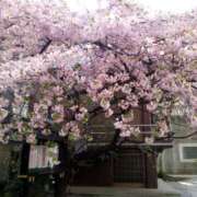 ヒメ日記 2025/03/14 15:14 投稿 まお 倶楽部愛