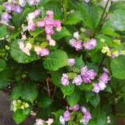 ヒメ日記 2025/05/24 15:48 投稿 まお 倶楽部愛