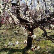 ヒメ日記 2026/02/06 13:45 投稿 まお 倶楽部愛