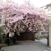 ヒメ日記 2026/04/02 14:45 投稿 まお 倶楽部愛