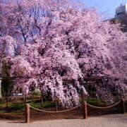 ヒメ日記 2026/04/03 15:01 投稿 まお 倶楽部愛