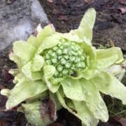 ヒメ日記 2025/01/14 14:35 投稿 さちこ 倶楽部愛