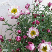 ヒメ日記 2025/02/07 15:55 投稿 さちこ 倶楽部愛