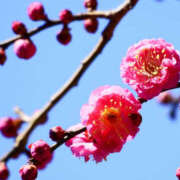 ヒメ日記 2025/02/17 14:10 投稿 さちこ 倶楽部愛