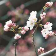 ヒメ日記 2025/03/24 16:41 投稿 さちこ 倶楽部愛