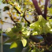 ヒメ日記 2025/04/10 21:56 投稿 さちこ 倶楽部愛