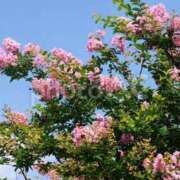 ヒメ日記 2025/08/25 01:36 投稿 さちこ 倶楽部愛