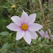 ヒメ日記 2025/09/09 14:50 投稿 さちこ 倶楽部愛