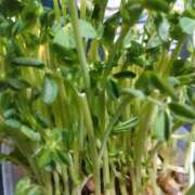 ヒメ日記 2025/09/29 22:11 投稿 さちこ 倶楽部愛