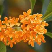 ヒメ日記 2025/10/03 16:19 投稿 さちこ 倶楽部愛