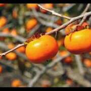 ヒメ日記 2025/10/12 23:36 投稿 さちこ 倶楽部愛