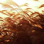 ヒメ日記 2025/11/04 02:49 投稿 さちこ 倶楽部愛