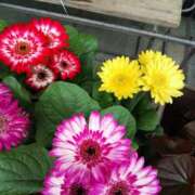 ヒメ日記 2025/11/08 13:28 投稿 さちこ 倶楽部愛