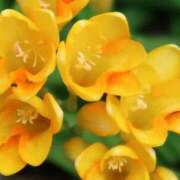 ヒメ日記 2025/11/24 10:35 投稿 さちこ 倶楽部愛