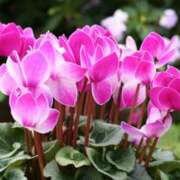 ヒメ日記 2025/12/03 18:33 投稿 さちこ 倶楽部愛