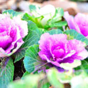 ヒメ日記 2025/12/25 17:30 投稿 さちこ 倶楽部愛