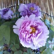 ヒメ日記 2026/01/05 03:57 投稿 さちこ 倶楽部愛