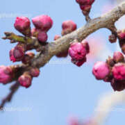 ヒメ日記 2026/01/23 15:05 投稿 さちこ 倶楽部愛