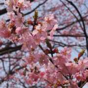 ヒメ日記 2026/01/27 15:57 投稿 さちこ 倶楽部愛