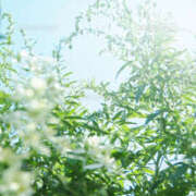 ヒメ日記 2026/02/03 16:24 投稿 さちこ 倶楽部愛