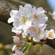 ヒメ日記 2026/03/19 14:13 投稿 さちこ 倶楽部愛