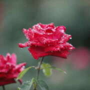 ヒメ日記 2026/04/07 14:32 投稿 さちこ 倶楽部愛