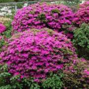 ヒメ日記 2026/04/23 11:57 投稿 さちこ 倶楽部愛