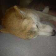 ヒメ日記 2024/12/12 21:25 投稿 ふみ 待ちナビ